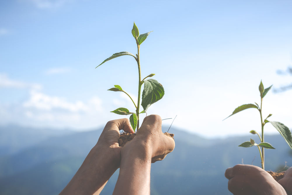 Concept art of a man planting for the future by engaging in journal prompts.